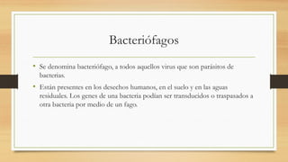 Bacteriófagos
• Se denomina bacteriófago, a todos aquellos virus que son parásitos de
bacterias.
• Están presentes en los desechos humanos, en el suelo y en las aguas
residuales. Los genes de una bacteria podían ser transducidos o traspasados a
otra bacteria por medio de un fago.
 