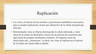 Replicación
• Los virus, al carecer de las enzimas y precursores metabólicos necesarios
para su propia replicación, tienen que obtenerlos de la célula huésped que
infectan.
• Determinados virus se liberan destruyendo la célula infectada, y otros
salen de la célula sin destruirla a través de un proceso de exocitosis que
aprovecha las propias membranas celulares. En algunos casos las
infecciones son ‗silenciosas‘, es decir, los virus se replican en el interior
de la célula sin causar daño evidente.
 