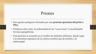 Priones
• Son agentes patógenos formados por una proteína (proteína del prión o
PPr).
• Producen entre otras, la enfermedad de las "vacas locas" o encefalopatía
bovina espongiforme.
• Esta proteína se acumula en el cerebro de animales enfermos, dando lugar
a la estructura esponjosa de la corteza cerebral que da nombre a la
enfermedad.
 