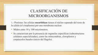 CLASIFICACIÓN DE
MICROORGANISMOS
1.- Protistas: las células eucarióticas tienen el núcleo separado del resto de
la célula (el citoplasma) por una membrana nuclear.
• Miden entre 10 y 100 micrómetros.
• Se caracterizan por la presencia de organelas específicas (subestructuras
celulares especializadas), como las mitocondrias, cloroplastos y
corpúsculos basales (inicio del flagelo).
 