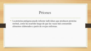 Priones
• La proteína patógena puede infectar individuos que producen proteína
normal, como ha ocurrido luego de que las vacas han consumido
alimentos elaborados a partir de ovejas enfermas.
 
