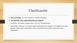 Clasificación
1.- Por su forma: en cocos (grano) y bacilos (bastón).
2.- En función a los requerimientos de oxigeno:
• Aerobias: necesitan oxigeno para vivir. Ej. Pseudomonas.
• Anaerobias estrictas: se mueren ante la presencia de oxigeno. El oxígeno las mata
porque forma agua oxigenada y ellas no poseen las enzimas necesarias para
degradarla.
 