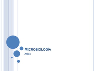 MICROBIOLOGÍA
Algas
 