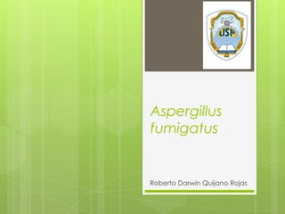 Aspergillus fumigatus Roberto Darwin Quijano Rojas 