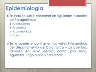 EpidemiologíaEn Perú se suele encontrar las siguientes especies de Paragonimus:P. peruvianusP. caliensisP. amazonicusP. incaSe le puede encontrar en los valles interandinos del departamento de Cajamarca y La Libertad, también en selva central como: pto. Inca, Aguaytía, Tingo María y San Martín.