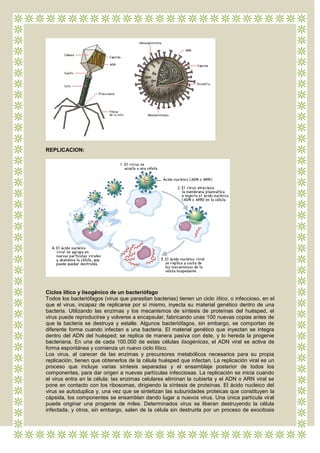 REPLICACION:




Ciclos lítico y lisogénico de un bacteriófago
Todos los bacteriófagos (virus que parasitan bacterias) tienen un ciclo lítico, o infeccioso, en el
que el virus, incapaz de replicarse por sí mismo, inyecta su material genético dentro de una
bacteria. Utilizando las enzimas y los mecanismos de síntesis de proteínas del huésped, el
virus puede reproducirse y volverse a encapsular, fabricando unas 100 nuevas copias antes de
que la bacteria se destruya y estalle. Algunos bacteriófagos, sin embargo, se comportan de
diferente forma cuando infectan a una bacteria. El material genético que inyectan se integra
dentro del ADN del huésped; se replica de manera pasiva con éste, y lo hereda la progenie
bacteriana. En una de cada 100.000 de estas células lisogénicas, el ADN viral se activa de
forma espontánea y comienza un nuevo ciclo lítico.
Los virus, al carecer de las enzimas y precursores metabólicos necesarios para su propia
replicación, tienen que obtenerlos de la célula huésped que infectan. La replicación viral es un
proceso que incluye varias síntesis separadas y el ensamblaje posterior de todos los
componentes, para dar origen a nuevas partículas infecciosas. La replicación se inicia cuando
el virus entra en la célula: las enzimas celulares eliminan la cubierta y el ADN o ARN viral se
pone en contacto con los ribosomas, dirigiendo la síntesis de proteínas. El ácido nucleico del
virus se autoduplica y, una vez que se sintetizan las subunidades proteicas que constituyen la
cápsida, los componentes se ensamblan dando lugar a nuevos virus. Una única partícula viral
puede originar una progenie de miles. Determinados virus se liberan destruyendo la célula
infectada, y otros, sin embargo, salen de la célula sin destruirla por un proceso de exocitosis
 