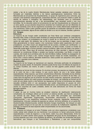 celular y las de la cuarta división Mendosicutes tienen paredes celulares poco comunes,
formadas por materiales distintos a los típicos peptidoglucanos bacterianos. Entre las
Mendosicutes se encuentran las Arquebacterias, un grupo de organismos poco comunes, que
incluyen a las bacterias metanogénicas, anaerobias estrictas, que producen metano a partir de
dióxido de carbono e hidrógeno; las halobacterias, que necesitan para su crecimiento
concentraciones elevadas de sal, y las termoacidófilas, que necesitan azufre y son muy
termófilas. Se ha discutido sobre la conveniencia de que las Arquebacterias se incluyeran en
un reino aparte, ya que estudios bioquímicos recientes han mostrado que son tan diferentes de
las otras bacterias como de los organismos eucariotas (con núcleo diferenciado englobado en
una membrana). Estos cuatro grandes grupos de bacterias se subdividen además en unas 30
secciones numeradas, alguna de las cuales se dividen a su vez en órdenes, familias y géneros.
5.3 Hongos:
Estructura:
La mayoría de los hongos están constituidos por finas fibras que contienen protoplasma,
llamadas hifas. Éstas a menudo están divididas por tabiques llamados septos. En cada hifa hay
uno o dos núcleos y el protoplasma se mueve a través de un diminuto poro que ostenta el
centro de cada septo. No obstante, hay un filo de hongos, que se asemejan a algas, cuyas
hifas generalmente no tienen septos y los numerosos núcleos están esparcidos por todo el
protoplasma. Las hifas crecen por alargamiento de las puntas y también por ramificación. La
proliferación de hifas, resultante de este crecimiento, se llama micelio. Cuando el micelio se
desarrolla puede llegar a formar grandes cuerpos fructíferos, tales como las setas y los pedos o
cuescos de lobo. Otros tipos de enormes estructuras de hifas permiten a algunos hongos
sobrevivir en condiciones difíciles o ampliar sus fuentes nutricionales. Las fibras, a modo de
cuerdas, del micelio de la armilaria color de miel (Armillaria mellea), facilitan la propagación de
esta especie de un árbol a otro. Ciertos hongos forman masas de micelio resistentes, con
forma más o menos esférica, llamadas esclerocios. Éstos pueden ser pequeños como granos
de arena, o grandes como melones.
Reproducción:
La mayoría de los hongos se reproducen por esporas, diminutas partículas de protoplasma
rodeado de pared celular. El champiñón silvestre puede formar doce mil millones de esporas en
su cuerpo fructífero; así mismo, el pedo o cuesco de lobo gigante puede producir varios
billones.
Las esporas se forman de dos maneras. En el primer proceso, las esporas se originan después
de la unión de dos o más núcleos, lo que ocurre dentro de una o de varias células
especializadas. Estas esporas, que tienen características diferentes, heredadas de las distintas
combinaciones de genes de sus progenitores, suelen germinar en el interior de las hifas. Los
cuatro tipos de esporas que se producen de esta manera (oosporas, zigosporas, ascosporas y
basidiosporas) definen los cuatro grupos principales de hongos. Las oosporas se forman por la
unión de una célula macho y otra hembra; las zigosporas se forman al combinarse dos células
sexuales similares entre sí. Las ascosporas, que suelen disponerse en grupos de ocho
unidades, están contenidas en unas bolsas llamadas ascas. Las basidiosporas, por su parte, se
reúnen en conjuntos de cuatro unidades, dentro de unas estructuras con forma de maza
llamadas basidios.
Clasificación:
A pesar de que en muchos textos se emplean sistemas de clasificación relativamente
complicados, los micólogos utilizan por lo común un sistema sencillo, que tiene la ventaja de
ser cómodo de usar. Según este sistema, los cuatro filos principales son: Oomicetes
(Oomycota), Zigomicetes (Zygomycota), Ascomicetes (Ascomycota) y Basidiomicetes
(Basidiomycota) y sus respectivos individuos forman oosporas, zigosporas, ascosporas y
basidiosporas. Una gran variedad de especies se colocan, de forma arbitraria, en un quinto filo:
Deuteromicetes (Deuteromycota), también llamados hongos imperfectos. Se incluyen en este
grupo aquellos hongos en los que sólo se conocen procesos de multiplicación vegetativa. Sin
embargo, la mayoría de esas especies están emparentadas con los ascomicetes.
5.4 Protozoos:
Los protozoos se incluyen en el reino Protistas, junto con otros organismos unicelulares cuyo
núcleo celular está rodeado de una membrana. Los protozoos no tienen estructuras internas
especializadas a modo de órganos o, si las tienen, están muy poco diferenciadas. Entre los
protozoos se suelen admitir varios grupos: los flagelados del grupo de los Zoomastiginos, con
muchas especies que viven como parásitos de plantas y de animales; los ameboides del grupo
Sarcodinos, que incluyen a los Foraminíferos y Radiolarios, y que son componentes
 