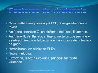  Como adhesinas poseen pili TCP, corregulados con la
    toxina.
   Antígeno somático O, un pirógeno del lipopolisacárido.
   Antígeno H, del flagelo; antígeno proteico que permite el
    establecimiento de la bacteria en la mucosa del intestino
    delgado.
   Hemolisinas, en el biotipo El Tor.
   Neuraminidasa.
   Exotoxina, la toxina colérica, principal factor de
    virulencia.

                 www.pedritopacheco.blogspot.com
 