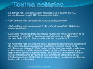  Es del tipo AB . Sus genes están agrupados en el operón Ctx AB,
  corregulado con los pili TCP antes mencionados.

 CtxA codifica para la subunidad A, activa biológicamente.

 CtxB codifica para la subunidad B, de unión al gangliósido GM de las
  células epiteliales.

 Existe una regulación traduccional que favorece la mayor expresión de la
  subunidad B; consiste en la posesión por parte de su mRNA de una
  secuencia de unión a ribosomas de más fuerza que la de A.

 Un hexámero AB5 interacciona con el gangliósido facilitando la penetración
  de la subunidad A (en realidad del fragmento A1) de la toxina en el
  citoplasma del enterocito. Este hecho permite la activación de la adenilato
  ciclasa celular por ADP-ribosilación de la proteína G estimuladora que
  regula dicha actividad adenilil ciclasa. Esto provoca un incremento en los
  niveles intracelulares de AMPc, lo cual favorece la secreción a la luz
  intestinal de agua y electrolitos, lo que redunda en una diarrea por flujo de
  fluidos al lumen intestinal.


                    www.pedritopacheco.blogspot.com
 