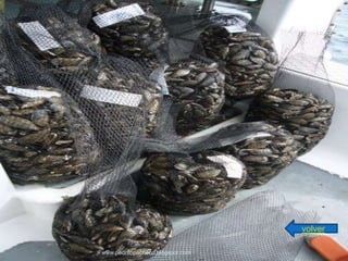 volver

www.pedritopacheco.blogspot.com
 