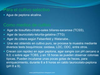 Para el cultivo selectivo
 Agua de peptona alcalina.


Como medios de cultivo
 Agar de tiosulfato-citrato-sales biliares-sacarosa (TCSS),
 Agar de taurocolato-telurita-gelatina (TTG)
 Agar de cólera según Felsenfeld y Watanabe..
 Una vez obtenido en cultivo puro, se procesa la muestra mediante
  diversos tests bioquímicos: oxidasa, LDC, ODC, entre otros.
 Crecen con rapidez en agar peptona, agar sangre con pH cercano a
  9,0; o sobre agar TCBS, y en 18 horas se pueden observar colonias
  típicas. Pueden incubarse unas pocas gotas de heces, para
  enriquecimiento, durante 6 a 8 horas en caldo taurocolato-peptona
  (pH 8 a 9).
                   www.pedritopacheco.blogspot.com
 