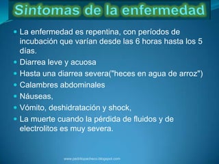  La enfermedad es repentina, con períodos de
    incubación que varían desde las 6 horas hasta los 5
    días.
   Diarrea leve y acuosa
   Hasta una diarrea severa("heces en agua de arroz")
   Calambres abdominales
   Náuseas,
   Vómito, deshidratación y shock,
   La muerte cuando la pérdida de fluidos y de
    electrolitos es muy severa.


                www.pedritopacheco.blogspot.com
 