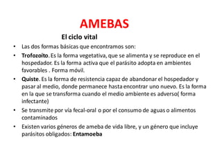 AMEBAS
El ciclo vital
• Las dos formas básicas que encontramos son:
• Trofozoíto.Es la forma vegetativa, que se alimenta y se reproduce en el
hospedador. Es la forma activa que el parásito adopta en ambientes
favorables . Forma móvil.
• Quiste. Es la forma de resistencia capaz de abandonar el hospedador y
pasar al medio, donde permanece hastaencontrar uno nuevo. Es la forma
en la que se transforma cuando el medio ambiente es adverso( forma
infectante)
• Se transmite por vía fecal-oral o por el consumo de aguas o alimentos
contaminados
• Existen varios géneros de ameba de vida libre, y un género que incluye
parásitos obligados: Entamoeba
 