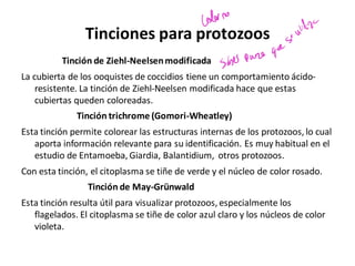 Tinciones para protozoos
Tinción de Ziehl-Neelsenmodificada
La cubierta de los ooquistes de coccidios tiene un comportamiento ácido-
resistente. La tinción de Ziehl-Neelsen modificada hace que estas
cubiertas queden coloreadas.
Tinción trichrome (Gomori-Wheatley)
Esta tinción permite colorear las estructuras internas de los protozoos, lo cual
aporta información relevante para su identificación. Es muy habitual en el
estudio de Entamoeba, Giardia, Balantidium, otros protozoos.
Con esta tinción, el citoplasma se tiñe de verde y el núcleo de color rosado.
Tinción de May-Grünwald
Esta tinción resulta útil para visualizar protozoos, especialmente los
flagelados. El citoplasma se tiñe de color azul claro y los núcleos de color
violeta.
Colorno
lite
sei
sober para
que
 