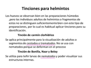 Tinciones para helmintos
Los huevos se observan bien en las preparaciones húmedas
,pero los individuos adultos de helmintos o fragmentos de
estos no se distinguen suficientementebien con este tipo de
preparaciones, por lo cual es habitual aplicar tinciones para su
identificación.
Tinción de carmín clorhídrico
Se aplica principalmente para la visualización de adultos o
segmentosde cestodos o trematodos.No se usa con
nematodos porque se deforman en el proceso
Tinción de Bonilla, Naar y Beloy
Se utiliza para teñir larvas de nematodos y poder visualizar sus
estructuras internas.
 