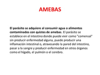AMEBAS
El parásito se adquiere al consumir agua o alimentos
contaminados con quistes de amebas. El parásito se
establece en el intestino donde puede vivir como "comensal"
sin producir enfermedad alguna, puede producir una
inflamación intestinal o, atravesando la pared del intestino,
pasar a la sangre y producir enfermedad en otros órganos
como el hígado, el pulmón o el cerebro.
 