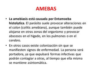 AMEBAS
• La amebiasis está causada por Entamoeba
histolytica. El parásito suele provocar alteraciones en
el colon (colitis amebiana), aunque también puede
alojarse en otras zonas del organismo y provocar
abscesos en el hígado, en los pulmones o en el
cerebro.
• En otros casos existe colonización sin que se
manifiesten signos de enfermedad. La persona será
portadora, ya que expulsará formas infectivas que
podrán contagiar a otras, al tiempo que ella misma
se mantiene asintomática.
 