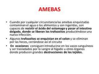 AMEBAS
• Cuando por cualquier circunstancialas amebas enquistadas
contaminan el agua o los alimentos y son ingeridas, son
capaces de resistir el ácido del estomago y pasar al intestino
delgado, donde se liberan los trofozoitos produciéndose una
nueva infección.
• Algunos trofozoitos se enquistan en el colon y se eliminan
por las heces, cerrándose así el circuito
• En ocasiones consiguen introducirse en los vasos sanguíneos
y ser trasladados por la sangre al hígado u otros órganos
donde producen grandes destrucciones de los tejidos.
 