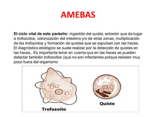 AMEBAS
El ciclo vital de este parásito: ingestión del quiste, eclosión que da lugar
a trofozoítos, colonización del intestino y/o de otras zonas, multiplicación
de los trofozoítos y formación de quistes que se expulsan con las heces.
El diagnóstico etiológico se suele realizar por la detección de quistes en
las heces,. Es importante tener en cuenta que en las heces se pueden
detectar también trofozoítos (que no son infectantes porque resisten muy
poco fuera del organismo
 