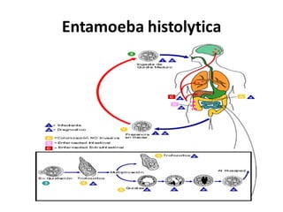 Entamoeba histolytica
 