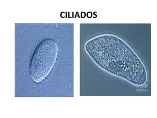 CILIADOS
 