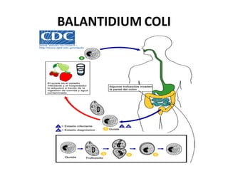 BALANTIDIUM COLI
 