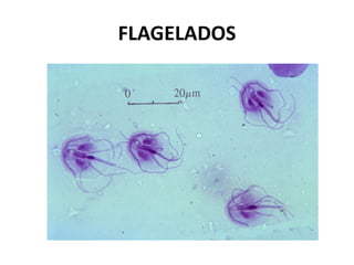 FLAGELADOS
 