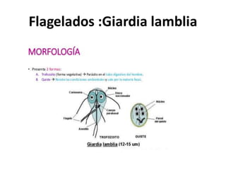 Flagelados :Giardia lamblia
 