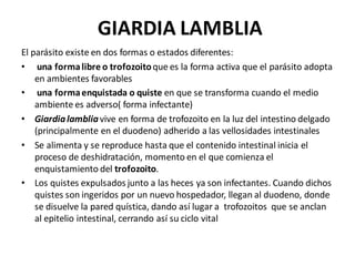GIARDIA LAMBLIA
El parásito existe en dos formas o estados diferentes:
• una formalibre o trofozoitoque es la forma activa que el parásito adopta
en ambientes favorables
• una formaenquistada o quiste en que se transforma cuando el medio
ambiente es adverso( forma infectante)
• Giardialambliavive en forma de trofozoito en la luz del intestino delgado
(principalmente en el duodeno) adherido a las vellosidades intestinales
• Se alimenta y se reproduce hasta que el contenido intestinal inicia el
proceso de deshidratación, momento en el que comienza el
enquistamiento del trofozoito.
• Los quistes expulsados junto a las heces ya son infectantes. Cuando dichos
quistes son ingeridos por un nuevo hospedador, llegan al duodeno, donde
se disuelve la pared quística, dando así lugar a trofozoitos que se anclan
al epitelio intestinal, cerrando así su ciclo vital
 