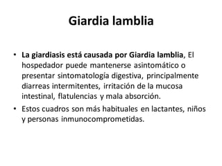Giardia lamblia
• La giardiasis está causada por Giardia lamblia, El
hospedador puede mantenerse asintomático o
presentar sintomatología digestiva, principalmente
diarreas intermitentes, irritación de la mucosa
intestinal, flatulencias y mala absorción.
• Estos cuadros son más habituales en lactantes, niños
y personas inmunocomprometidas.
 