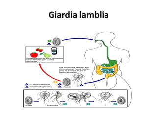 Giardia lamblia
 