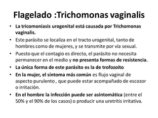 Flagelado :Trichomonas vaginalis
• La tricomoniasis urogenital está causada por Trichomonas
vaginalis.
• Este parásito se localiza en el tracto urogenital, tanto de
hombres como de mujeres, y se transmite por vía sexual.
• Puesto que el contagio es directo, el parásito no necesita
permanecer en el medio y no presenta formas de resistencia.
• La única forma de este parásito es la de trofozoíto
• En la mujer, el síntoma más común es flujo vaginal de
aspecto purulento , que puede estar acompañado de escozor
o irritación.
• En el hombre la infección puede ser asintomática (entre el
50% y el 90% de los casos) o producir una uretritis irritativa.
 