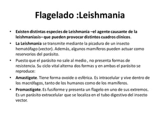 Flagelado :Leishmania
• Existen distintas especies de Leishmania –el agente causante de la
leishmaniasis–que pueden provocar distintos cuadros clínicos.
• La Leishmania se transmite mediante la picadura de un insecto
hematófago (vector). Además, algunos mamíferos pueden actuar como
reservorios del parásito.
• Puesto que el parásito no sale al medio , no presenta formas de
resistencia. Su ciclo vital alterna dos formas y en ambas el parásito se
reproduce:
• Amastigote. Tiene forma ovoide o esférica. Es intracelular y vive dentro de
los macrófagos, tanto de los humanos como de los mamíferos.
• Promastigote.Es fusiforme y presenta un flagelo en uno de sus extremos.
Es un parásito extracelular que se localiza en el tubo digestivo del insecto
vector.
 