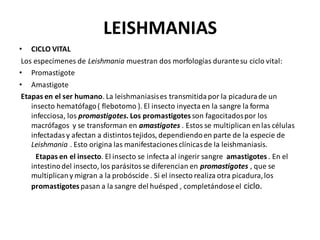 LEISHMANIAS
• CICLO VITAL
Los especímenes de Leishmania muestran dos morfologías durantesu ciclo vital:
• Promastigote
• Amastigote
Etapas en el ser humano. La leishmaniasises transmitidapor la picadurade un
insecto hematófago( flebotomo ). El insecto inyectaen la sangre la forma
infecciosa, los promastigotes. Los promastigotes son fagocitadospor los
macrófagos y se transforman en amastigotes . Estos se multiplican enlas células
infectadasy afectan a distintostejidos, dependiendoen parte de la especie de
Leishmania . Esto origina las manifestaciones clínicasde la leishmaniasis.
Etapas en el insecto. El insecto se infecta al ingerir sangre amastigotes . En el
intestinodel insecto, los parásitosse diferencian en promastigotes , que se
multiplicany migran a la probóscide . Si el insecto realiza otra picadura,los
promastigotes pasan a la sangre del huésped , completándoseel ciclo.
 