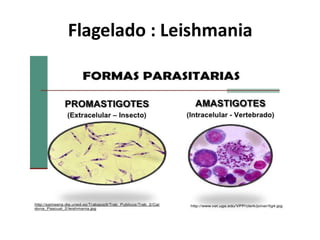 Flagelado : Leishmania
 
