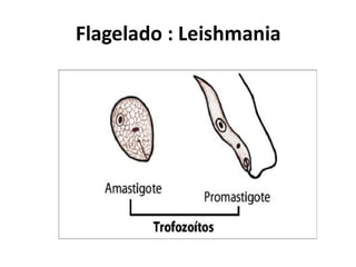 Flagelado : Leishmania
 