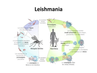 Leishmania
 