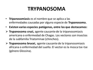 TRYPANOSOMA
• Tripanosomiasis es el nombre que se aplica a las
enfermedades causadas por alguna especie de Trypanosoma.
• Existen varias especies patógenas, entre las que destacamos:
➢ Trypanosoma cruzi, agente causante de la tripanosomiasis
americana o enfermedad de Chagas. Los vectores son insectos
de la subfamilia Triatominae (chinches).
➢ Trypanosoma brucei, agente causante de la tripanosomiasis
africana o enfermedad del sueño. El vector es la mosca tse-tse
(género Glossina).
 