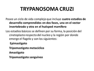 TRYPANOSOMA CRUZI
Posee un ciclo de vida complejo que incluye cuatro estadios de
desarrollo comprendidos en dos fases, una en el vector
invertebrado y otra en el huésped mamífero
Los estadios básicos se definen por su forma, la posición del
cinetoplasto respecto del nucleo y la región por donde
emerge el flagelo y son los siguientes:
Epimastigoto
Tripomastigoto metacíclico
Amastigoto
Tripomastigoto sanguíneo
 
