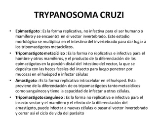 TRYPANOSOMA CRUZI
• Epimastigoto : Es la forma replicativa, no infectiva para el ser humano o
mamífero y se encuentra en el vector invertebrado. Este estadio
morfológico se multiplica en el intestino del invertebrado para dar lugar a
los tripomastigotos metacíclicos.
• Tripomastigotometacíclico : Es la forma no replicativa e infectiva para el
hombre y otros mamíferos, y el producto de la diferenciación de los
epimastigotos en la porción distal del intestino del vector, la que se
deposita con las heces fecales del insecto para luego penetrar por
mucosas en el huésped e infectar células
• Amastigoto : Es la forma replicativa intracelular en el huésped. Esta
proviene de la diferenciación de os tripomastigotos tanto metacíclicos
como sanguíneos y tiene la capacidad de infectar a otras células.
• Tripomastigotosanguíneo : Es la forma no replicativa e infectiva para el
insecto vector y el mamífero y el efecto de la diferenciación del
amastigoto, puede infectar a nuevas células o pasar al vector invertebrado
y cerrar así el ciclo de vida del parásito
 