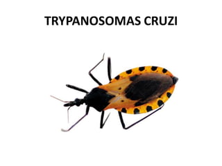 TRYPANOSOMAS CRUZI
 