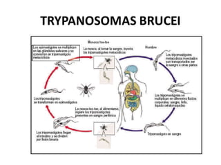 TRYPANOSOMAS BRUCEI
 
