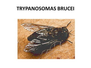 TRYPANOSOMAS BRUCEI
 
