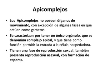 Apicomplejos
• Los Apicomplejos no poseen órganos de
movimiento, con excepción de algunas fases en que
actúan como gametos.
• Se caracterizan por tener un único orgánulo, que se
denomina complejo apical, y que tiene como
función permitir la entrada a la célula hospedadora.
• Tienen una fase de reproducción sexual; también
presenta reproducción asexual, con formación de
esporas.
 