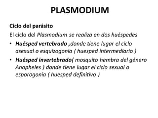 PLASMODIUM
Ciclo del parásito
El ciclo del Plasmodium se realiza en dos huéspedes
• Huésped vertebrado ,donde tiene lugar el ciclo
asexual o esquizogonia ( huesped intermediario )
• Huésped invertebrado( mosquito hembra del género
Anopheles ) donde tiene lugar el ciclo sexual o
esporogonia ( huesped definitivo )
 
