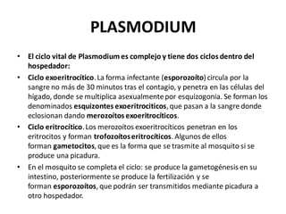 PLASMODIUM
• El ciclo vital de Plasmodium es complejo y tiene dos ciclos dentro del
hospedador:
• Ciclo exoeritrocítico.La forma infectante (esporozoíto)circula por la
sangre no más de 30 minutos tras el contagio, y penetra en las células del
hígado, donde se multiplica asexualmentepor esquizogonia. Se forman los
denominados esquizontes exoeritrociticos,que pasan a la sangre donde
eclosionan dando merozoítos exoeritrocíticos.
• Ciclo eritrocítico.Los merozoítos exoeritrocíticos penetran en los
eritrocitos y forman trofozoítoseritrocíticos. Algunos de ellos
forman gametocitos, que es la forma que se trasmite al mosquito si se
produce una picadura.
• En el mosquito se completa el ciclo: se produce la gametogénesis en su
intestino, posteriormente se produce la fertilización y se
forman esporozoítos, que podrán ser transmitidos mediante picadura a
otro hospedador.
 