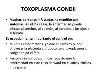TOXOPLASMA GONDII
• Muchas personas infestadas no manifiestan
síntomas, en otros casos, la enfermedad puede
afectar al cerebro, al pulmón, al corazón, a los ojos o
al hígado.
Es especialmente importante el control en:
• Mujeres embarazadas, ya que el parásito puede
atravesar la placenta y provocar una toxoplasmosis
congénita en el feto.
• Personas inmunodeprimidas, puesto que la
enfermedad en este caso derivará en cuadros clínicos
muy graves.
 