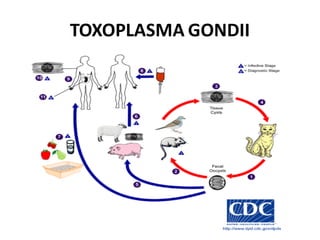 TOXOPLASMA GONDII
 