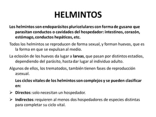 HELMINTOS
Los helmintos son endoparásitos pluricelulares con formade gusano que
parasitan conductos o cavidades del hospedador: intestinos, corazón,
estómago, conductos hepáticos, etc.
Todos los helmintos se reproducen de forma sexual, y forman huevos, que es
la forma en que se expulsan al medio.
La eclosión de los huevos da lugar a larvas, que pasan por distintos estadios,
dependiendo del parásito, hastadar lugar al individuo adulto.
Algunos de ellos, los trematodos, también tienen fases de reproducción
asexual.
Los ciclos vitales de los helmintos son complejos y se pueden clasificar
en:
➢ Directos:solo necesitan un hospedador.
➢ Indirectos:requieren al menos dos hospedadores de especies distintas
para completar su ciclo vital.
 