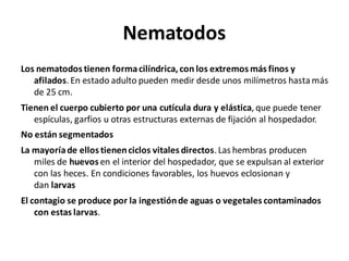 Nematodos
Los nematodos tienen formacilíndrica,con los extremos más finos y
afilados. En estado adulto pueden medir desde unos milímetros hastamás
de 25 cm.
Tienen el cuerpo cubierto por una cutícula dura y elástica, que puede tener
espículas, garfios u otras estructuras externas de fijación al hospedador.
No están segmentados
La mayoríade ellos tienenciclos vitales directos. Las hembras producen
miles de huevos en el interior del hospedador, que se expulsan al exterior
con las heces. En condiciones favorables, los huevos eclosionan y
dan larvas
El contagio se produce por la ingestiónde aguas o vegetales contaminados
con estas larvas.
 
